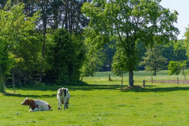 Alman muensterland 'inde güneşli bir gün