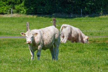 Alman muensterland 'inde güneşli bir gün