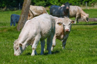 Alman muensterland 'inde güneşli bir gün