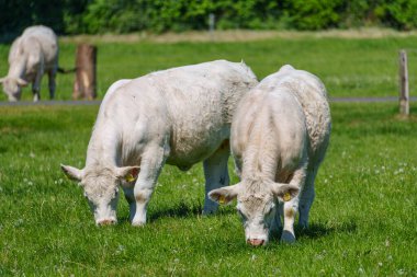 Alman muensterland 'inde güneşli bir gün
