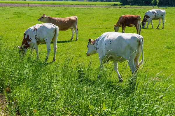 Alman muensterland 'inde güneşli bir gün