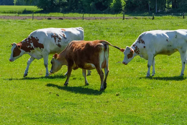 Alman muensterland 'inde güneşli bir gün