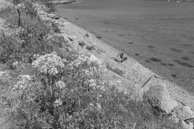 İngiltere 'deki Jurassic Sahili' nde