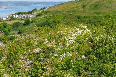 İngiltere 'deki Jurassic Sahili' nde