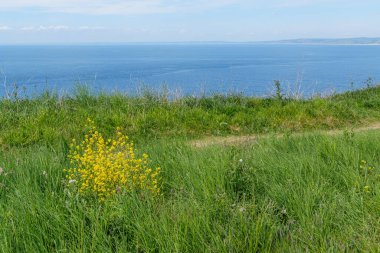 Jurassic Sahilindeki Portland Adası