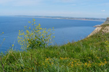 Jurassic Sahilindeki Portland Adası