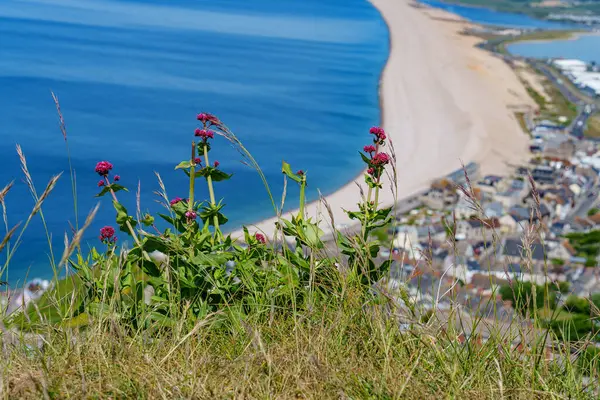 İngiltere 'deki Jurassic Sahili' nde