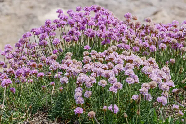 Jurassic Sahilindeki Portland Adası
