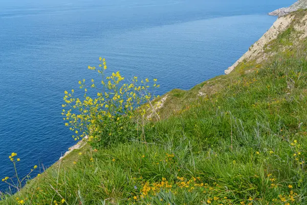 Jurassic Sahilindeki Portland Adası