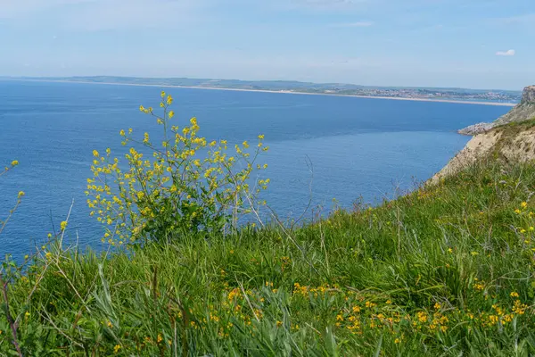 Jurassic Sahilindeki Portland Adası