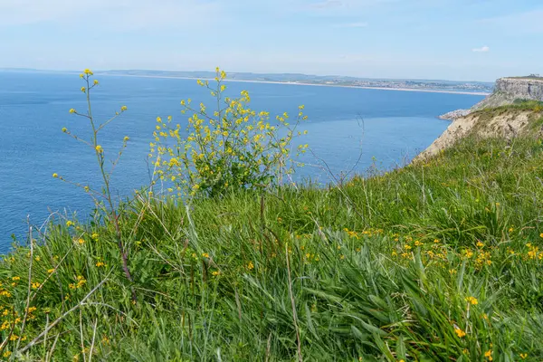 Jurassic Sahilindeki Portland Adası