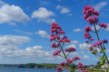 Cornwall 'daki Falmouth şehri.