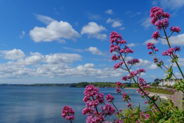 Cornwall 'daki Falmouth şehri.
