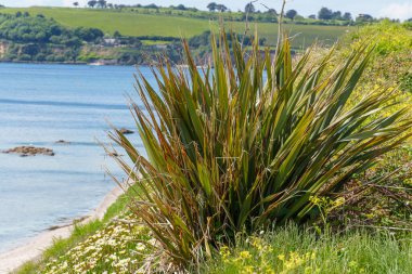 Falmouth şehri Cornwall 'da