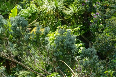 Falmouth şehri Cornwall 'da