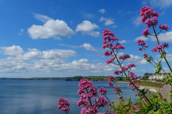 Cornwall 'daki Falmouth şehri.