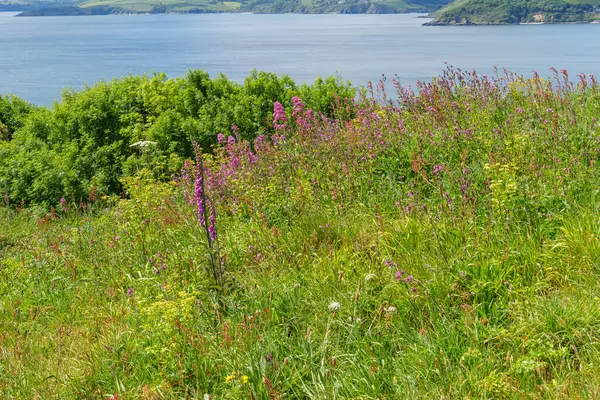 Falmouth şehri Cornwall 'da