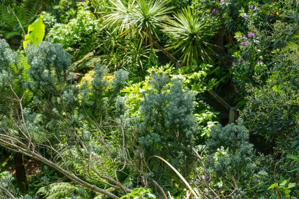 Falmouth şehri Cornwall 'da