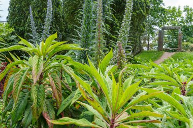 Falmouth şehri Cornwall 'da