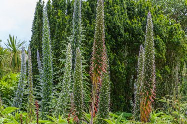 Falmouth şehri Cornwall 'da