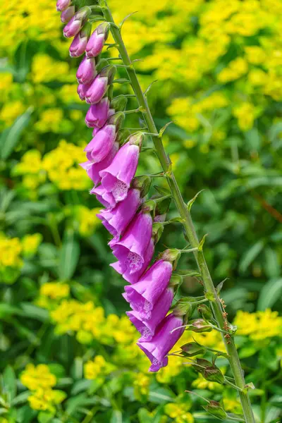 Falmouth şehri Cornwall 'da