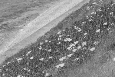 Falmouth şehriyle Cornwall