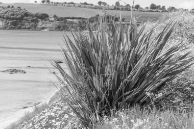 Falmouth şehriyle Cornwall