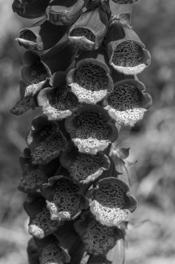 Falmouth şehriyle Cornwall