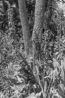 Falmouth şehriyle Cornwall