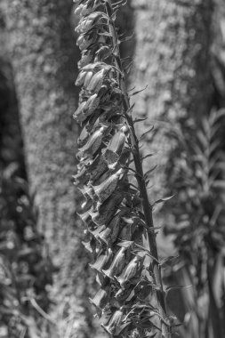 Falmouth şehriyle Cornwall