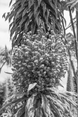 Falmouth şehriyle Cornwall