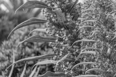 Falmouth şehriyle Cornwall