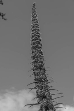 Falmouth şehriyle Cornwall