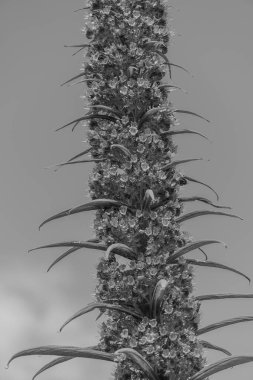 Falmouth şehriyle Cornwall