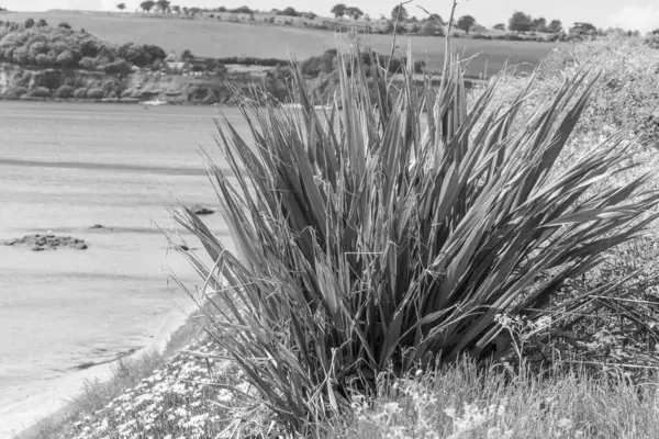 Falmouth şehriyle Cornwall