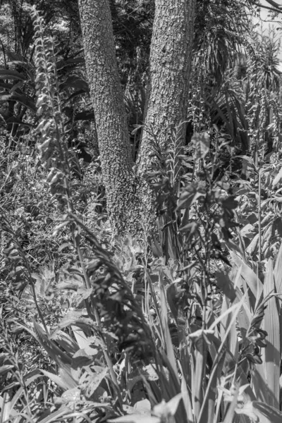 Falmouth şehriyle Cornwall