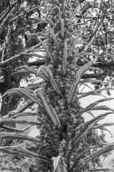 Falmouth şehriyle Cornwall