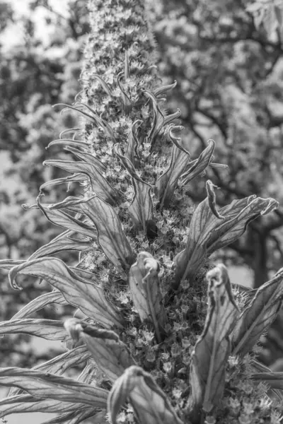 Falmouth şehriyle Cornwall