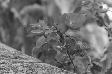 İspanya 'nın Betanzos kenti