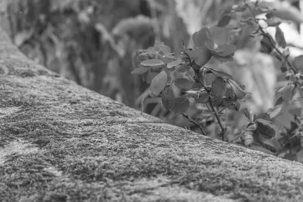 İspanya 'nın Betanzos kenti