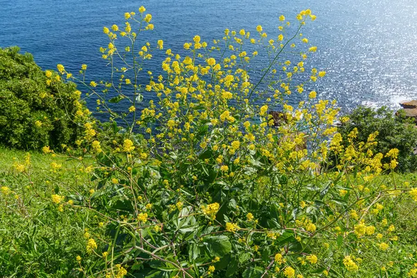 İspanya 'daki Gijon şehri.
