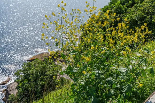 İspanya 'daki Gijon şehri.