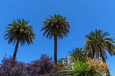 İspanya 'daki Gijon şehri