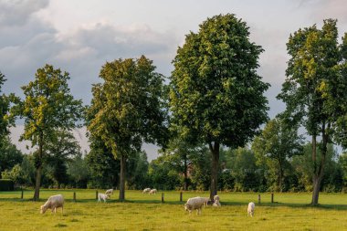 Westphalia 'da yaz zamanı