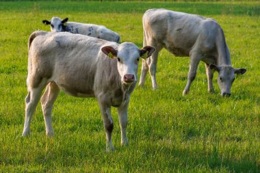 Westphalia 'da yaz zamanı