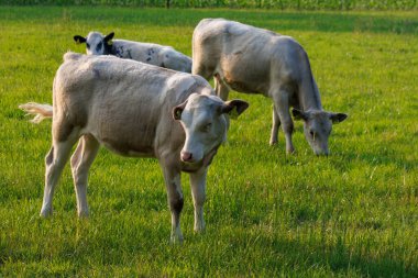 Westphalia 'da yaz zamanı