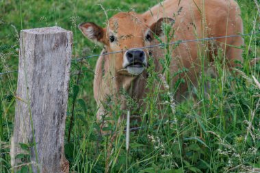 Westphalia 'da yaz zamanı