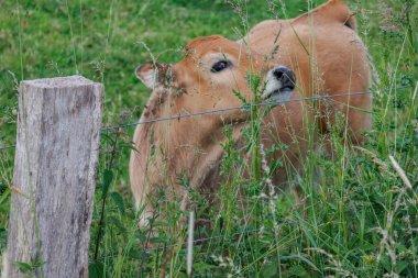 Westphalia 'da yaz zamanı