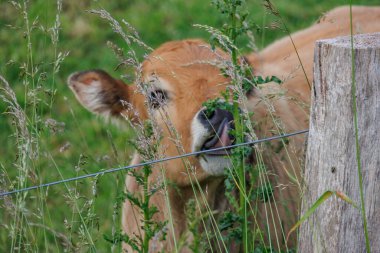 Westphalia 'da yaz zamanı