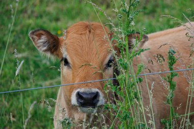Westphalia 'da yaz zamanı